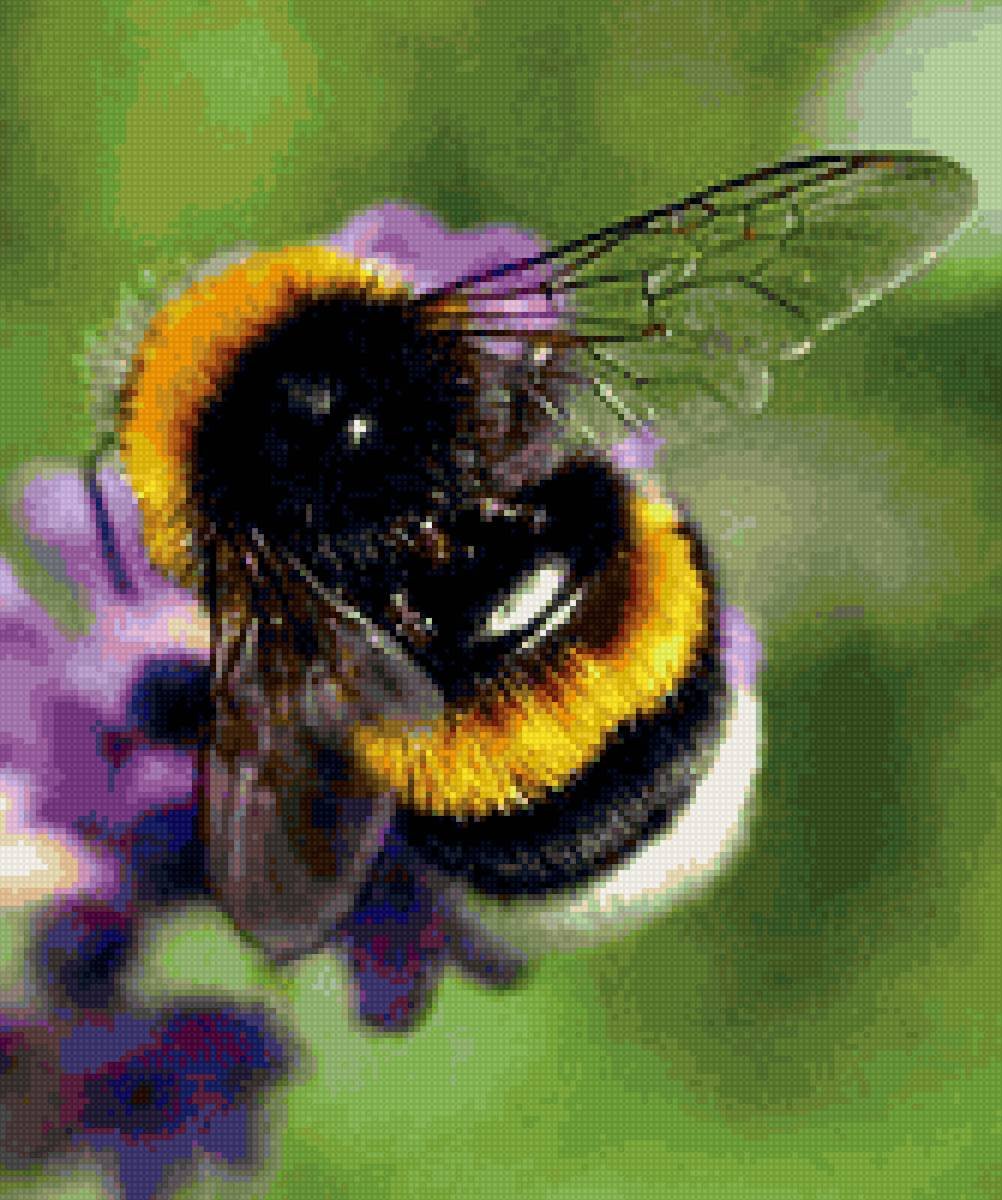 Шмель необыкновенный (Bombus paradoxus)