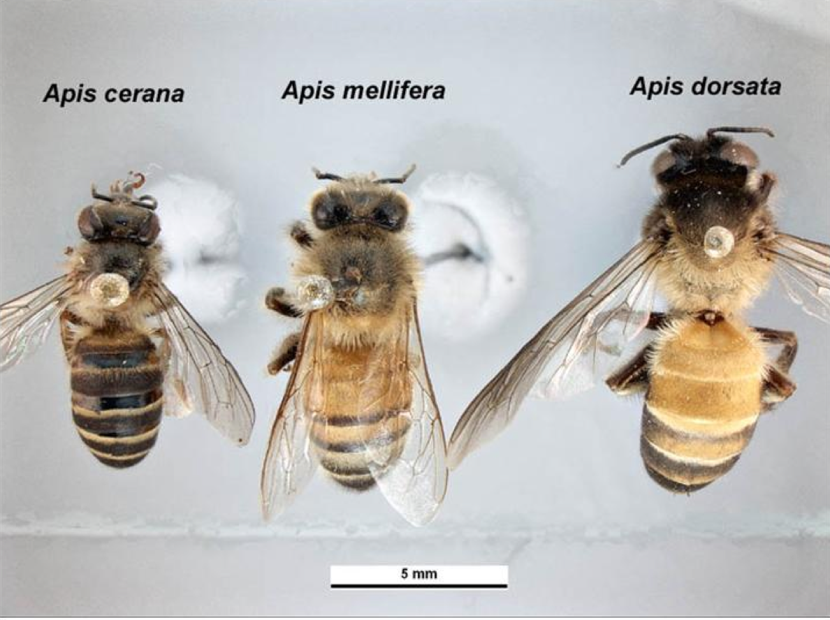 Апи пчела. APIS dorsata laboriosa пчелы. Медоносная пчела APIS mellifera. Гималайская медоносная пчела размер. Гигантская пчела (APIS dorsata).