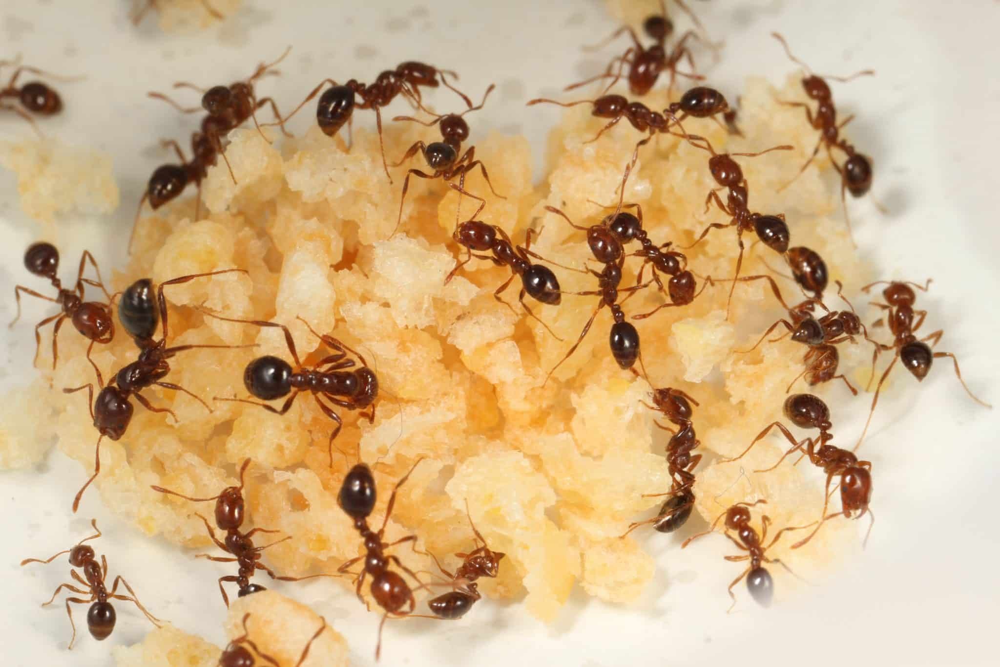 Куча муравьев. Огненные муравьи (Solenopsis Invicta). Iridomyrmex purpureus. Iridomyrmex purpureus расплод. Коричневый муравей.