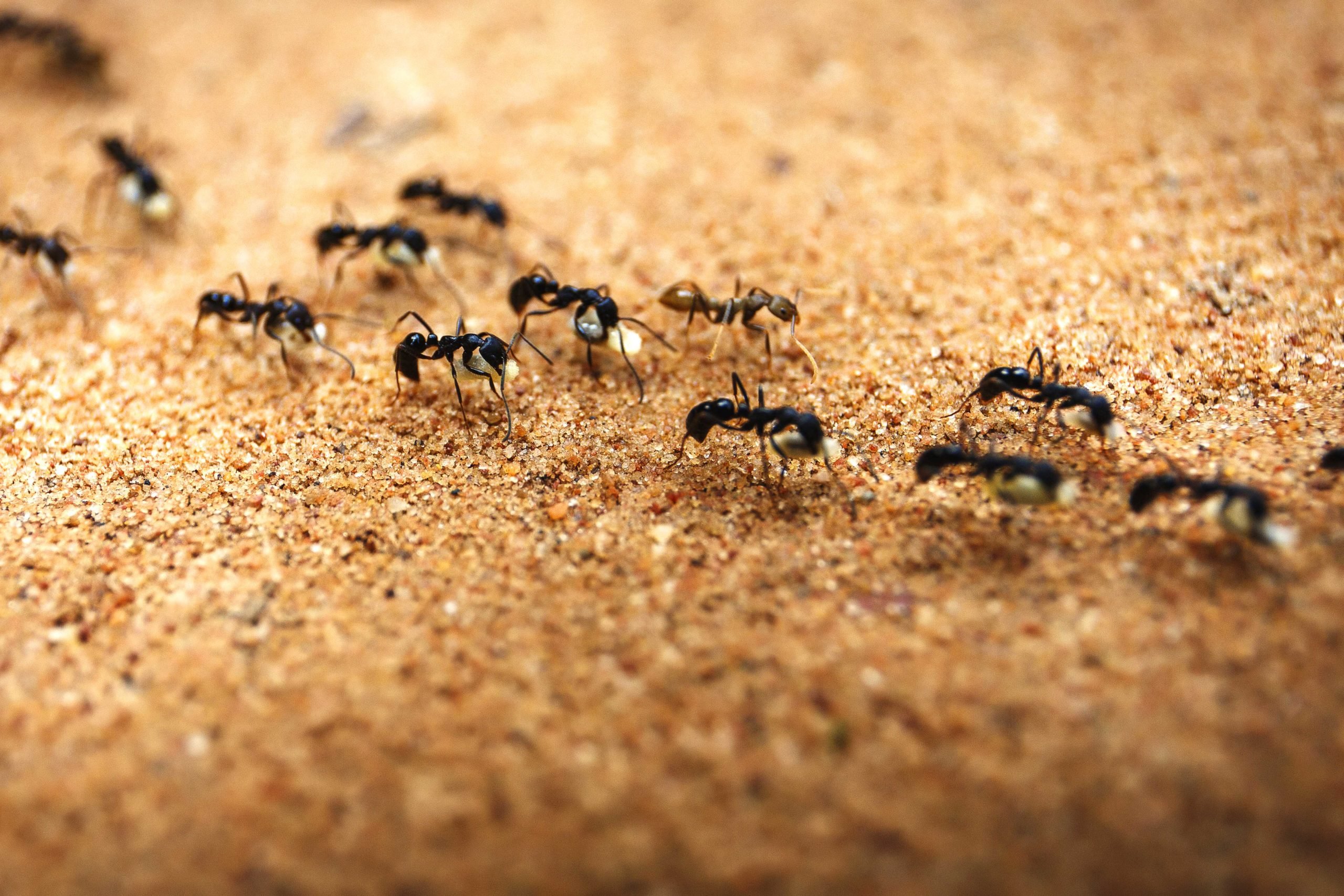 В африке водятся муравьи которые устраивают. Колония кочевых муравьев. Муравьи колония Муравейник. Муравьиная дорожка. Муравьи бегут.