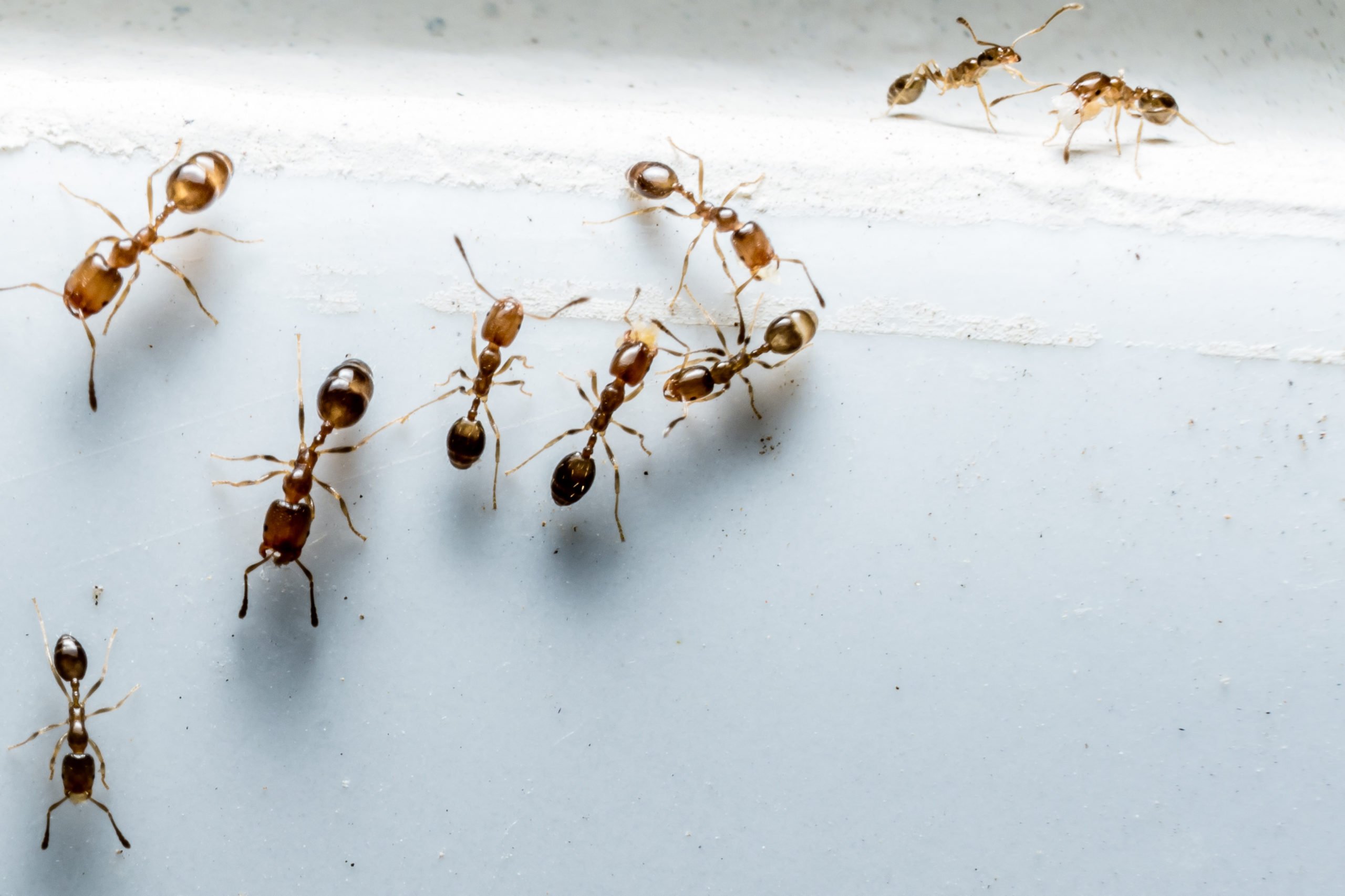 Мелкие муравьи в доме как избавиться. Фараоновые муравьи колония. Домашние муравьи. Маленькие муравьи. Маленькие домашние муравьи.
