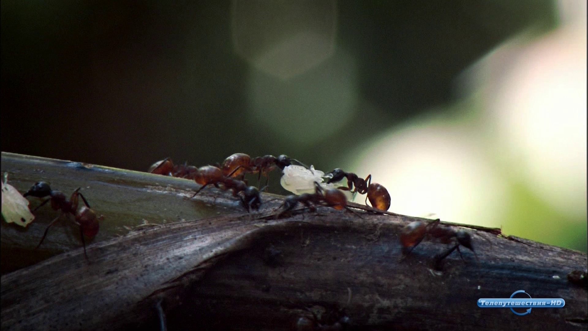 Муравьев спасибо жизнь. Трофоллаксис у муравьев. Муравьи Тайная сила природы. Муравьи в джунглях. Муравьиная семья.