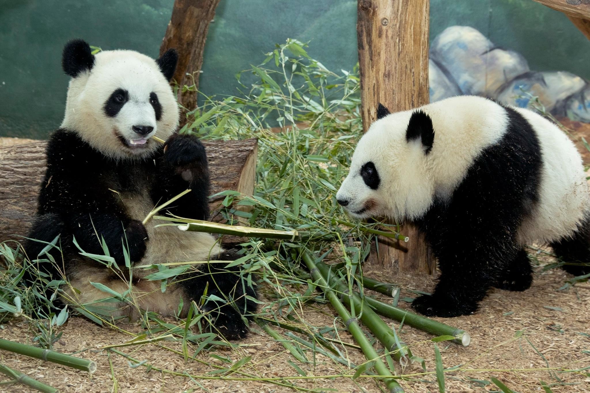 Живые панды в россии. Большая Панда. Панда Живая. Панда фото. Панда в живой природе.