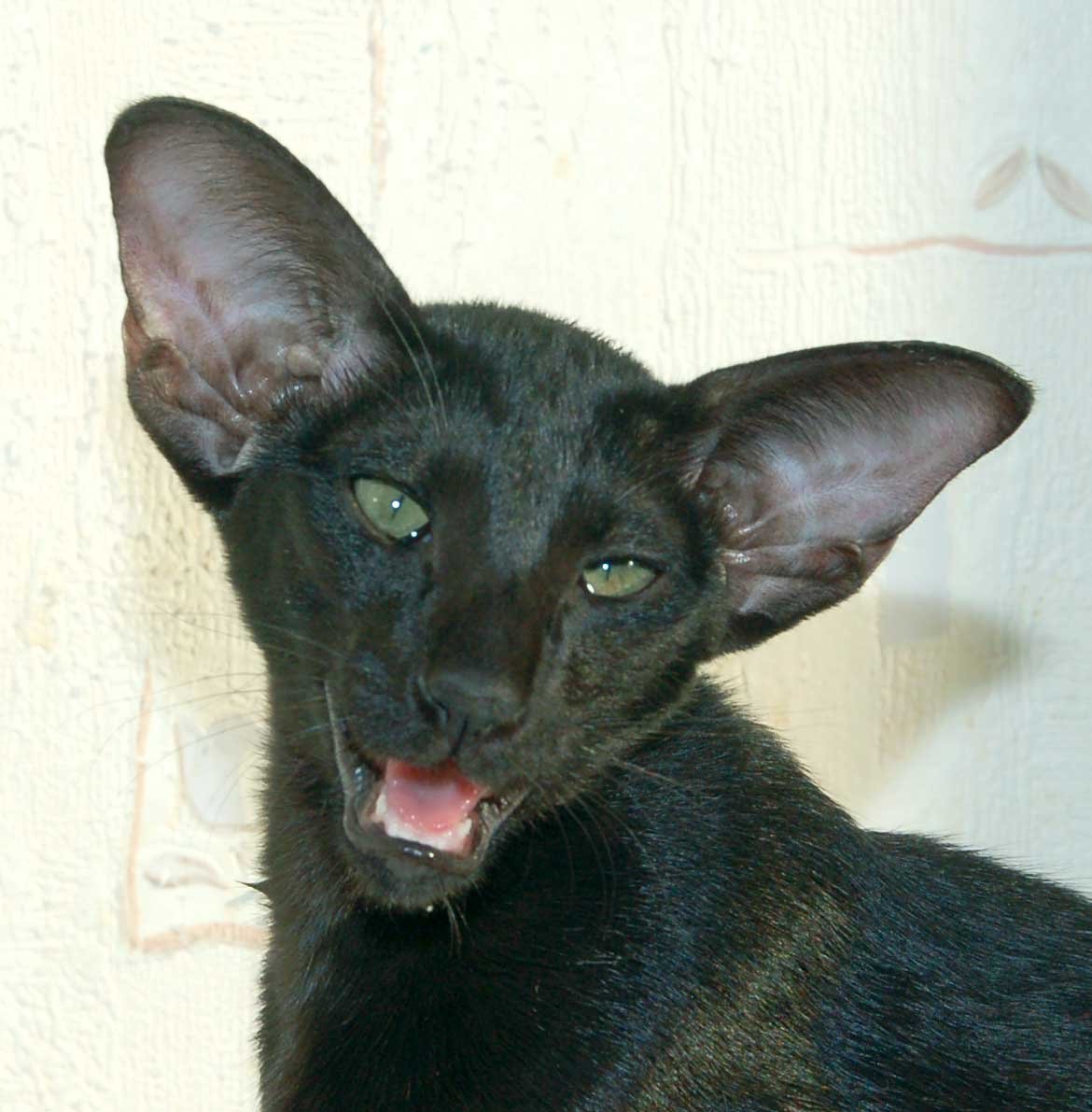 Рассмотрите фотографию кошки породы ориентальная и выполните. Ориентальная порода кошек. Ориентальная кошка (Ориентал). Кот Ориентал черный. Ориентальная короткошерстная.