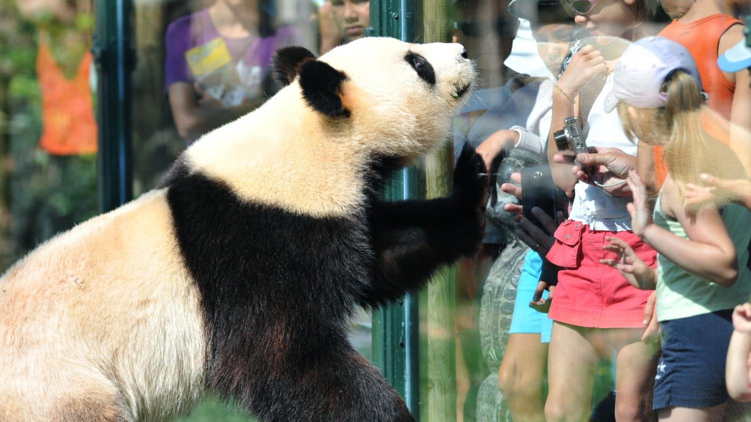 В зоопарке принимают. Панда в зоопарке. Животные зоопарка Панда. Панда парк. Смешные животные в зоопарке.
