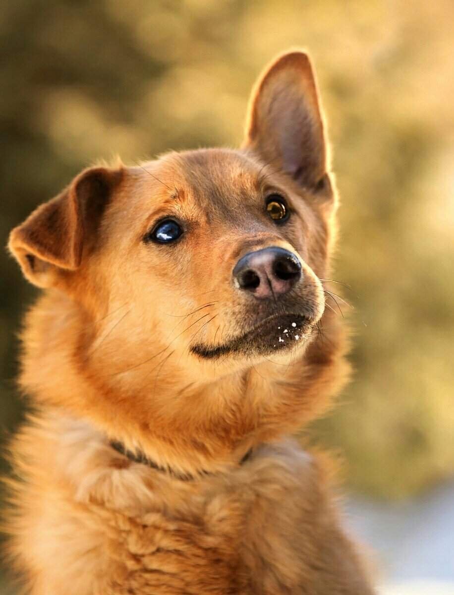 Двортерьер собака рыжая