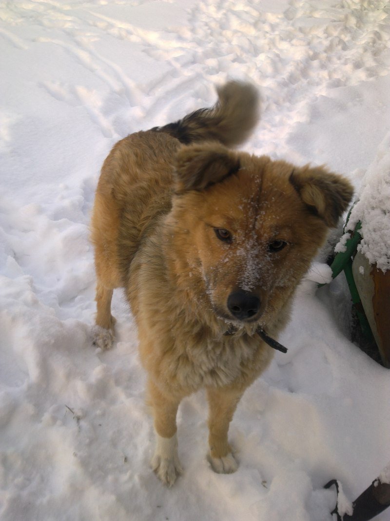 Собака дворняжка рыжая