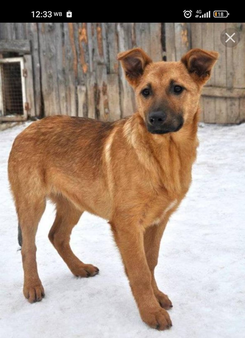 Собака дворняжка рыжая