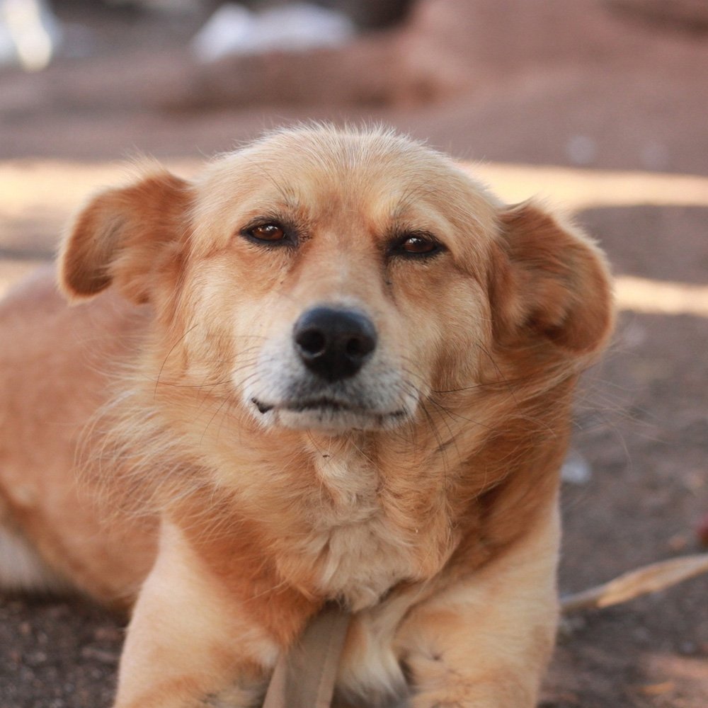 Королевская дворняжка