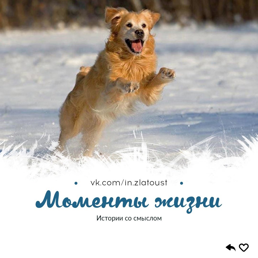 Дворняга зимой