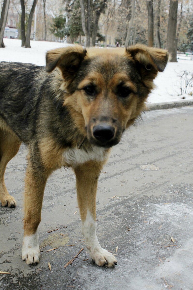 Беспородная собака дворняжка