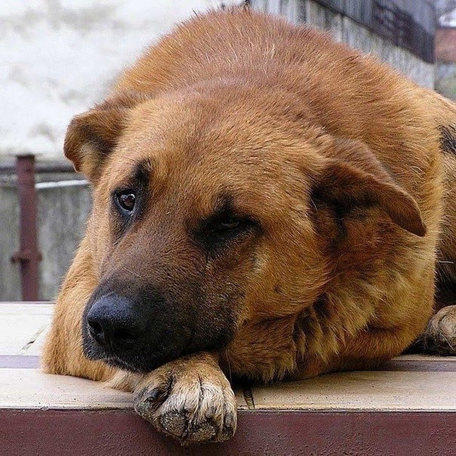 Рыжая дворняга