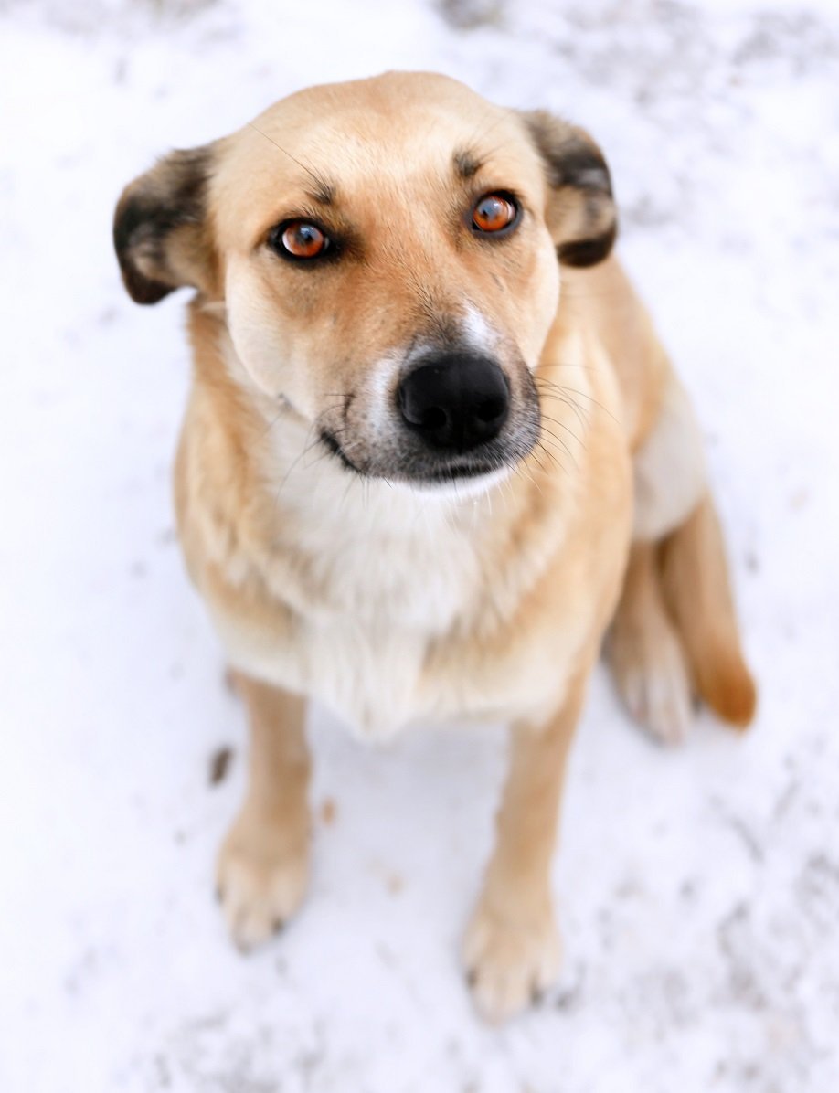 Дворняжка короткошерстная