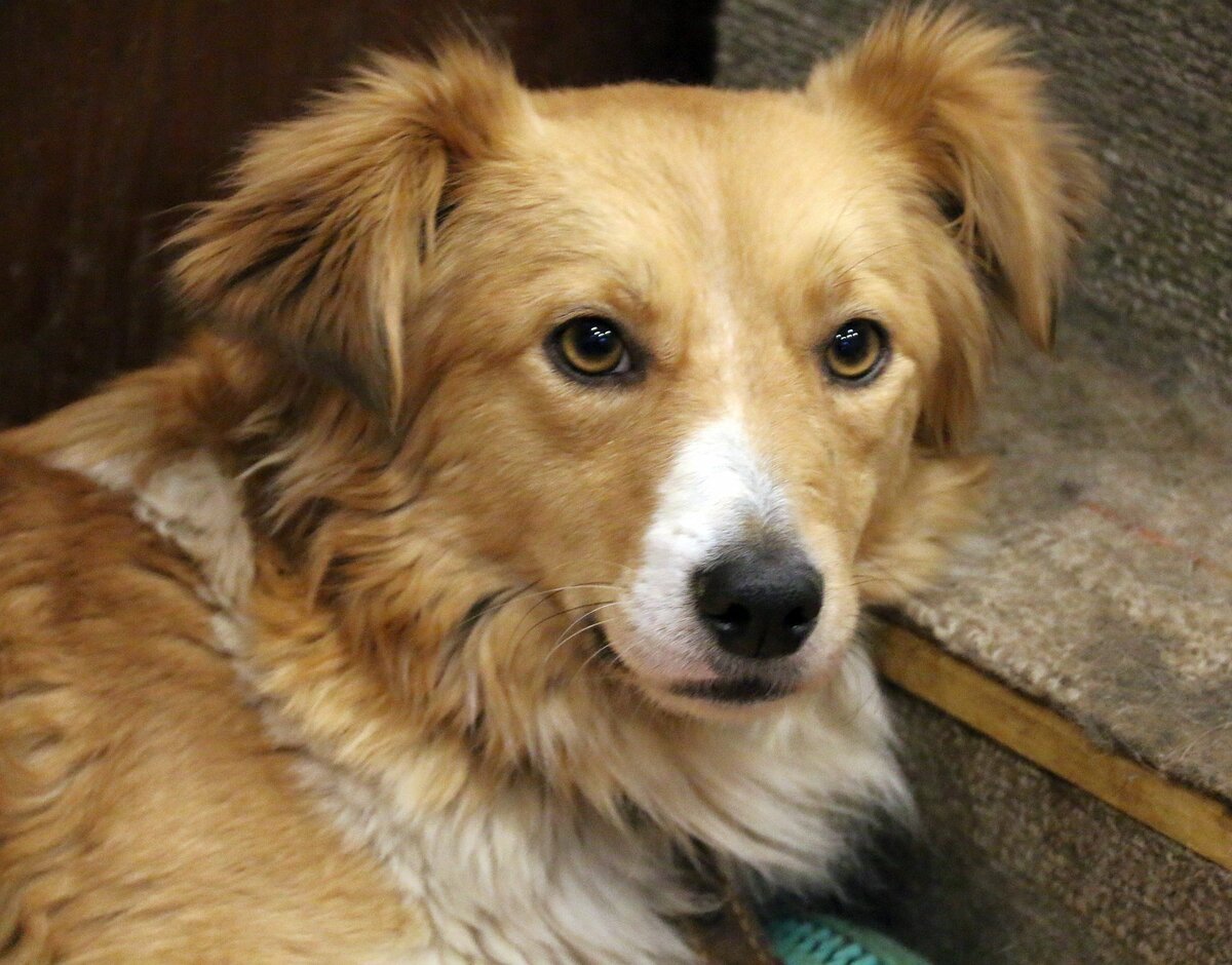 Порода двортерьер