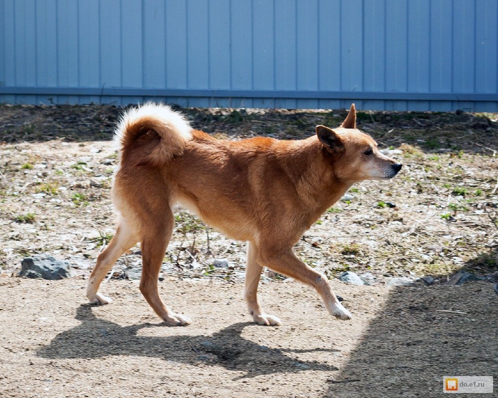 Карело-финская лайка огненно-рыжая