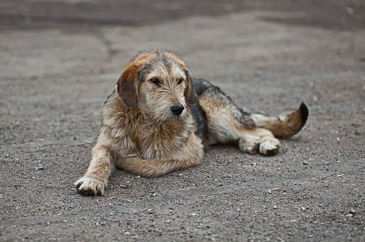 Уличные собаки