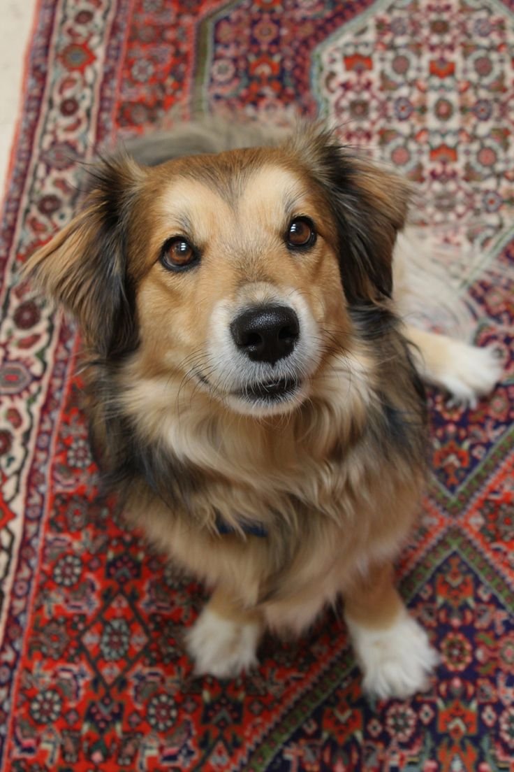 Дворняжка собака маленькая