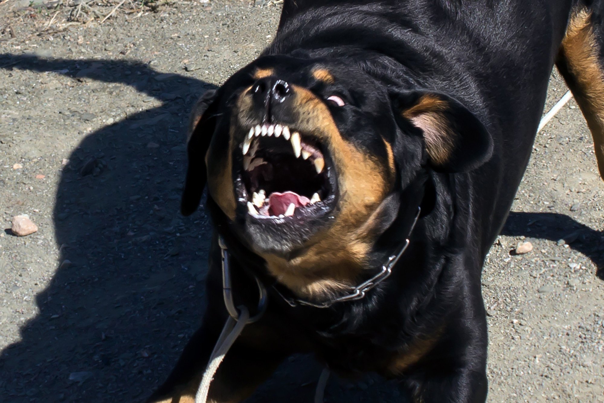 К чему снится злая собака которая укусила. Оскаленный ротвейлер Доберман. Бойцовские собаки ротвейлер. Винсент ротвейлер.