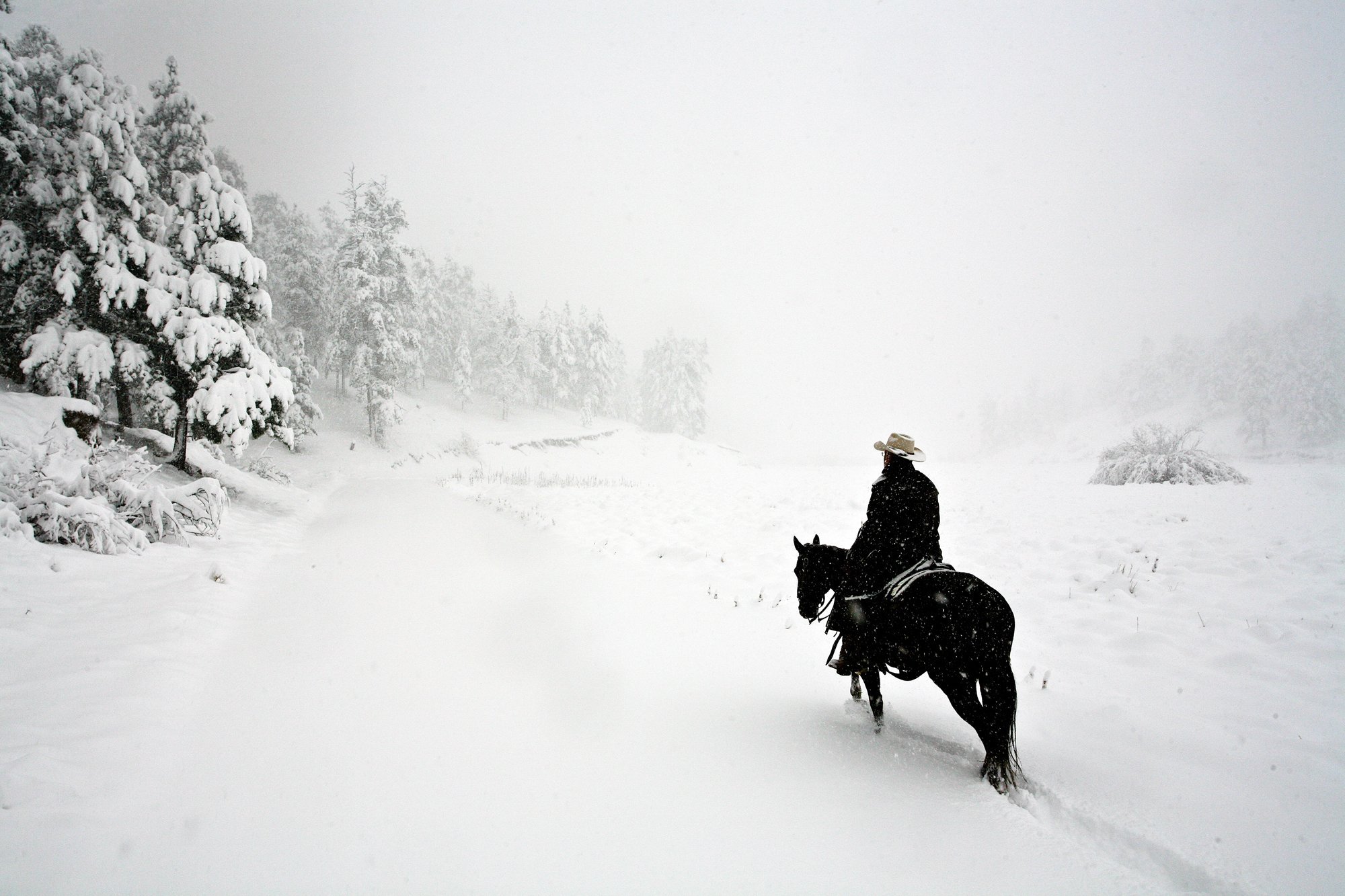 На коне в снегу. На коне зимой. Всадник зимой. Лошади в снегу. Всадник метель.