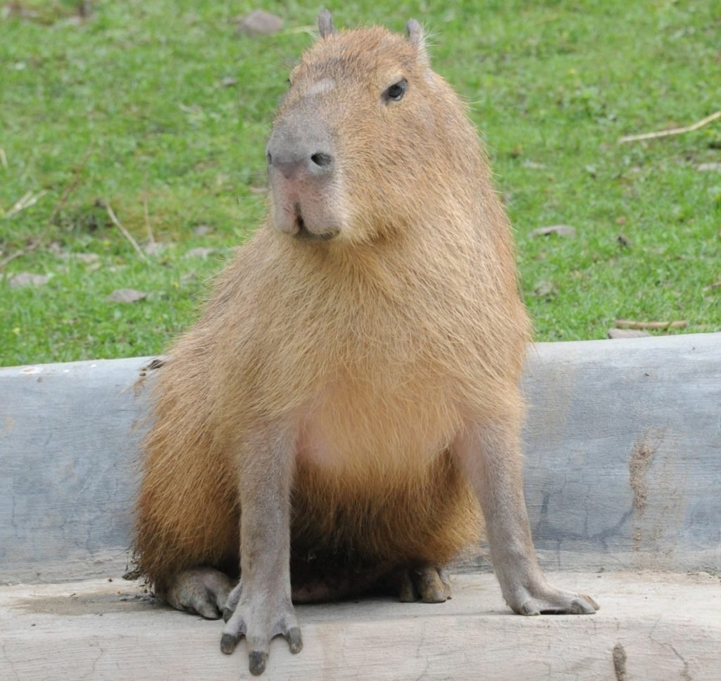 Капибара ареал обитания