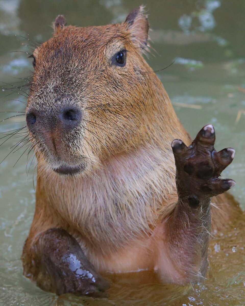 Ленинградский зоопарк капибара