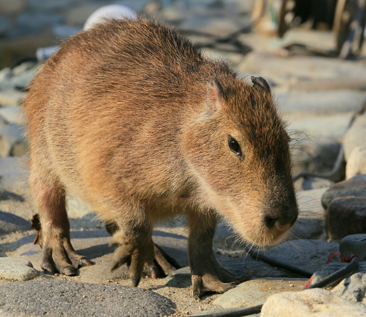 Животные Южной Америки капибара