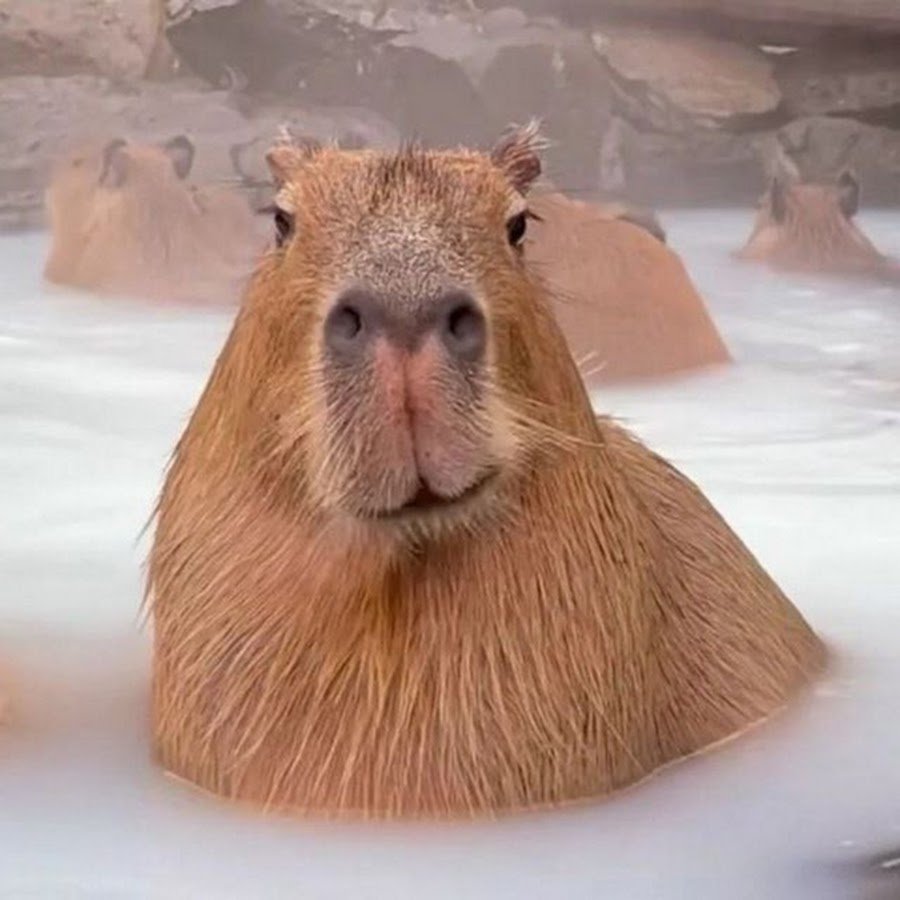 Капибара кайфует