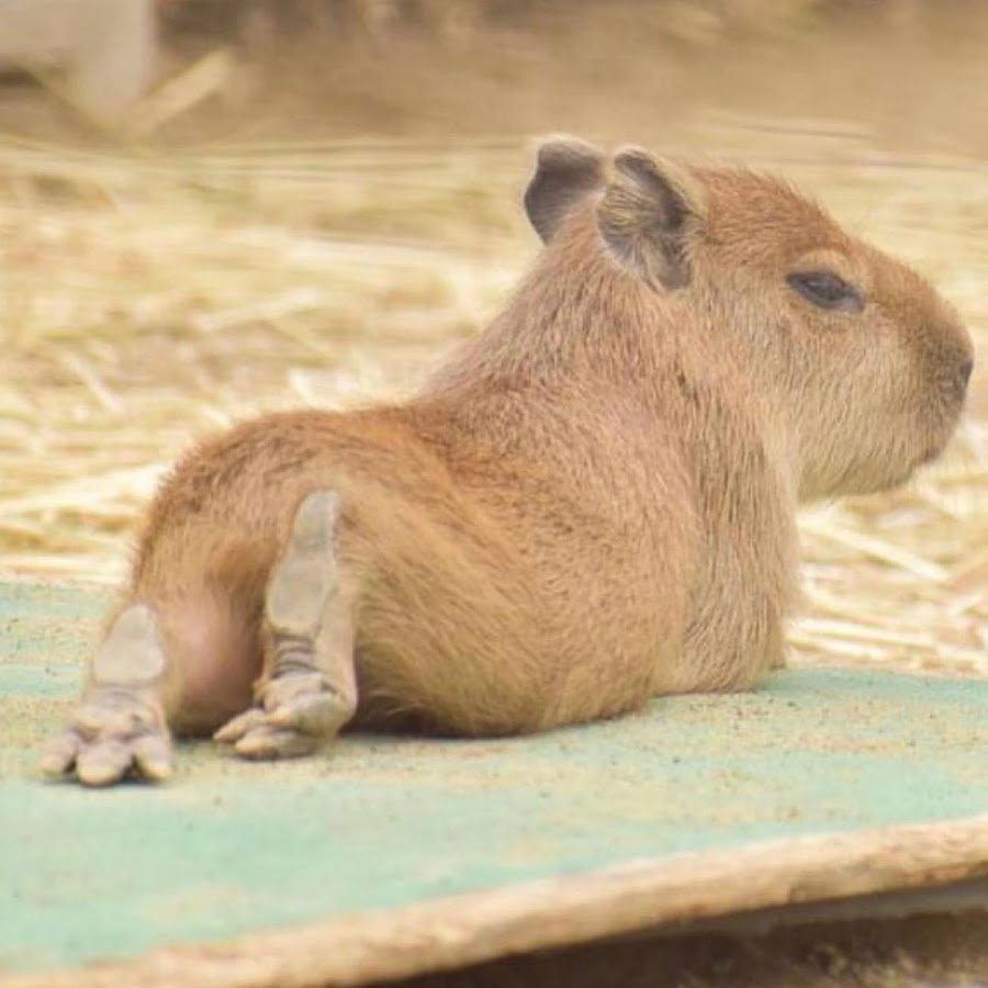 Лапки капибары