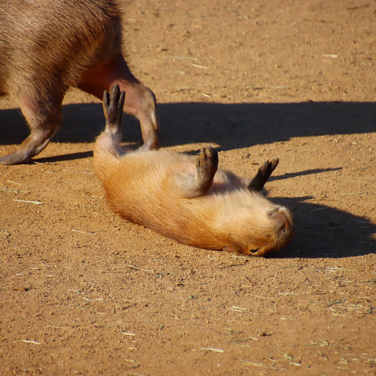 Мертвая капибара