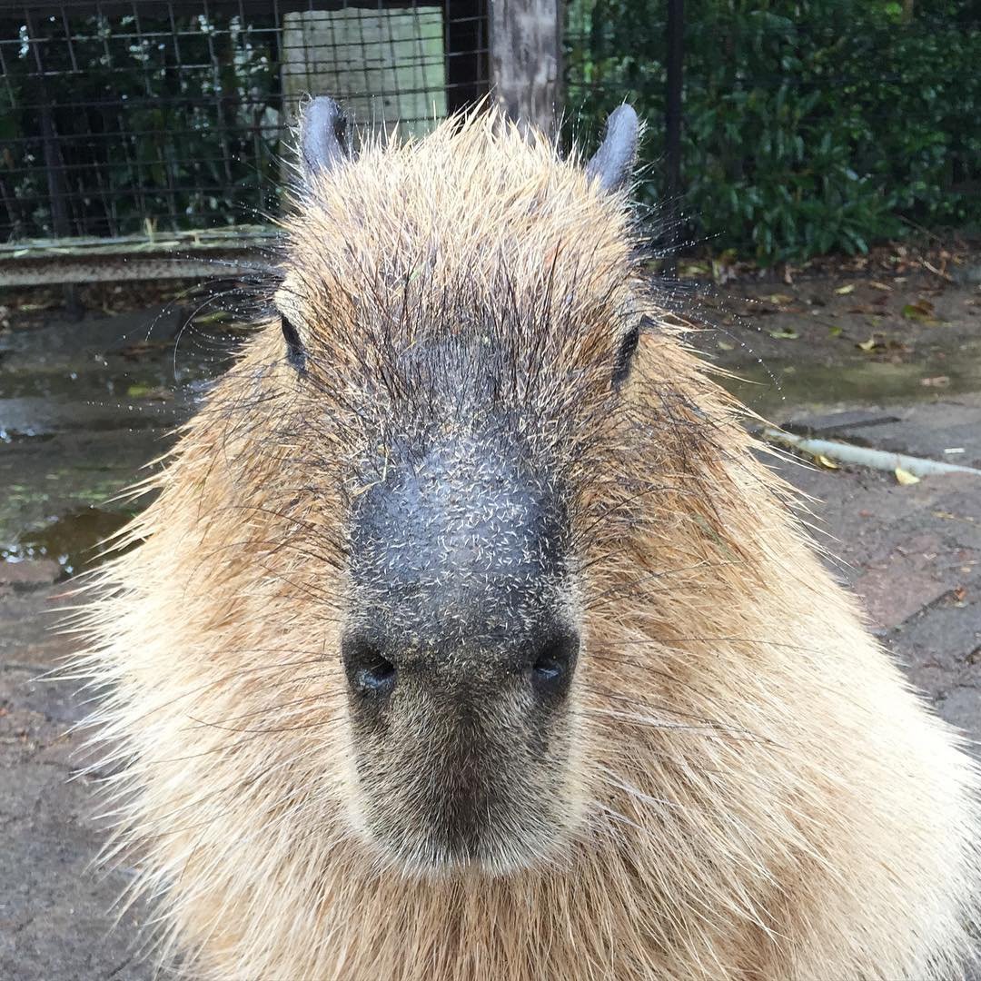 Носатое животное похожее на капибару