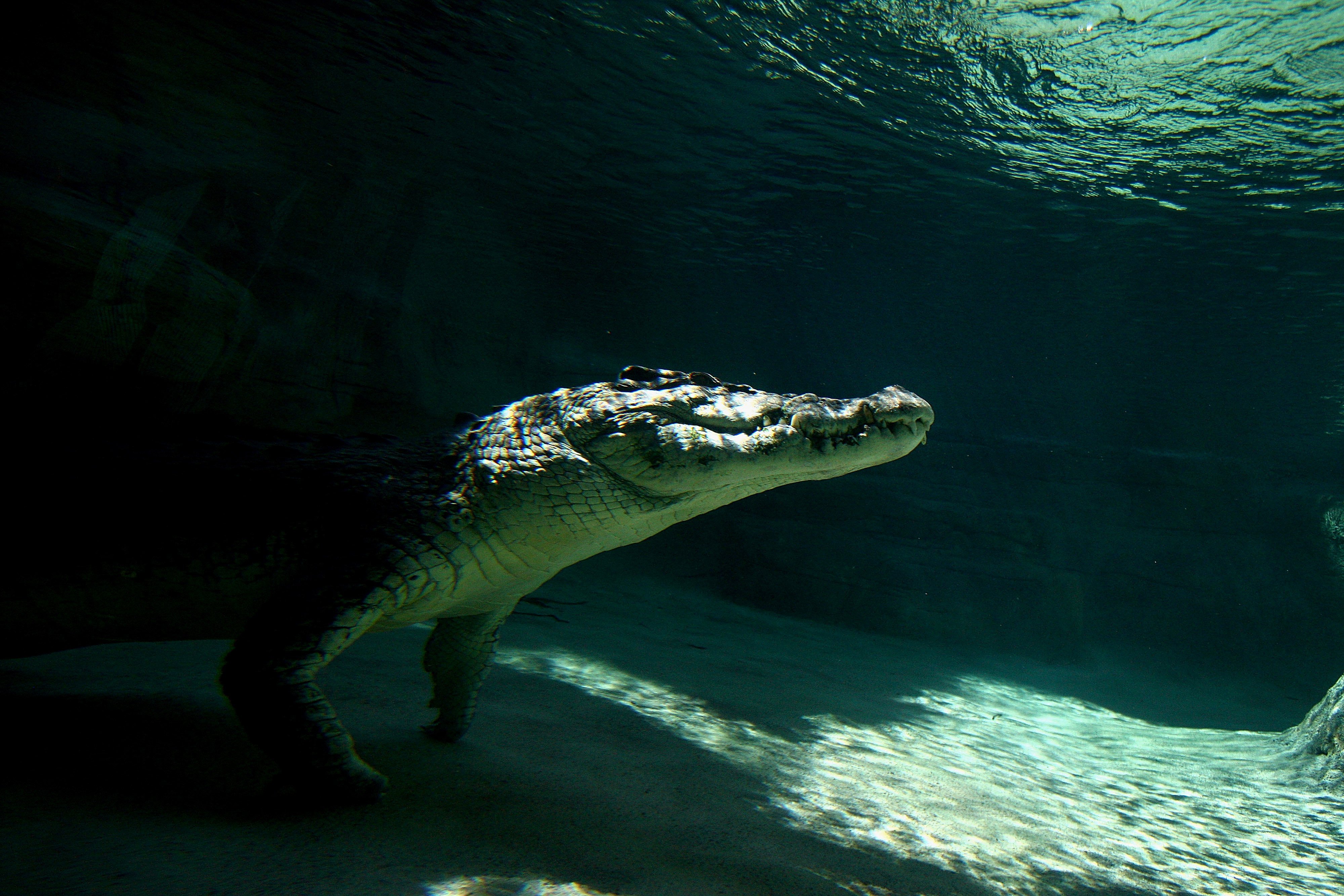 Крокодилы на шри ланке. Гребнистый крокодил. Морской гребнистый крокодил. Гребнистый крокодил в Австралии.