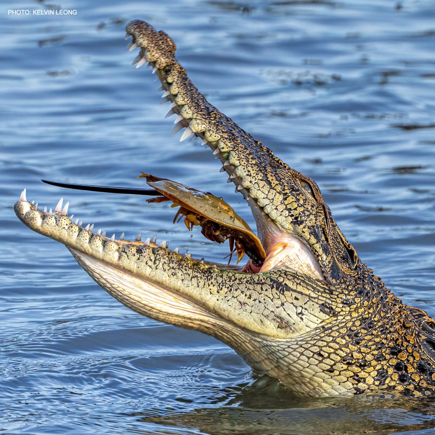 Крокодилы на шри ланке. Крокодил. Saltwater Crocodile. Гребнистый крокодил и Бегемот. Крокодил рот на 180.
