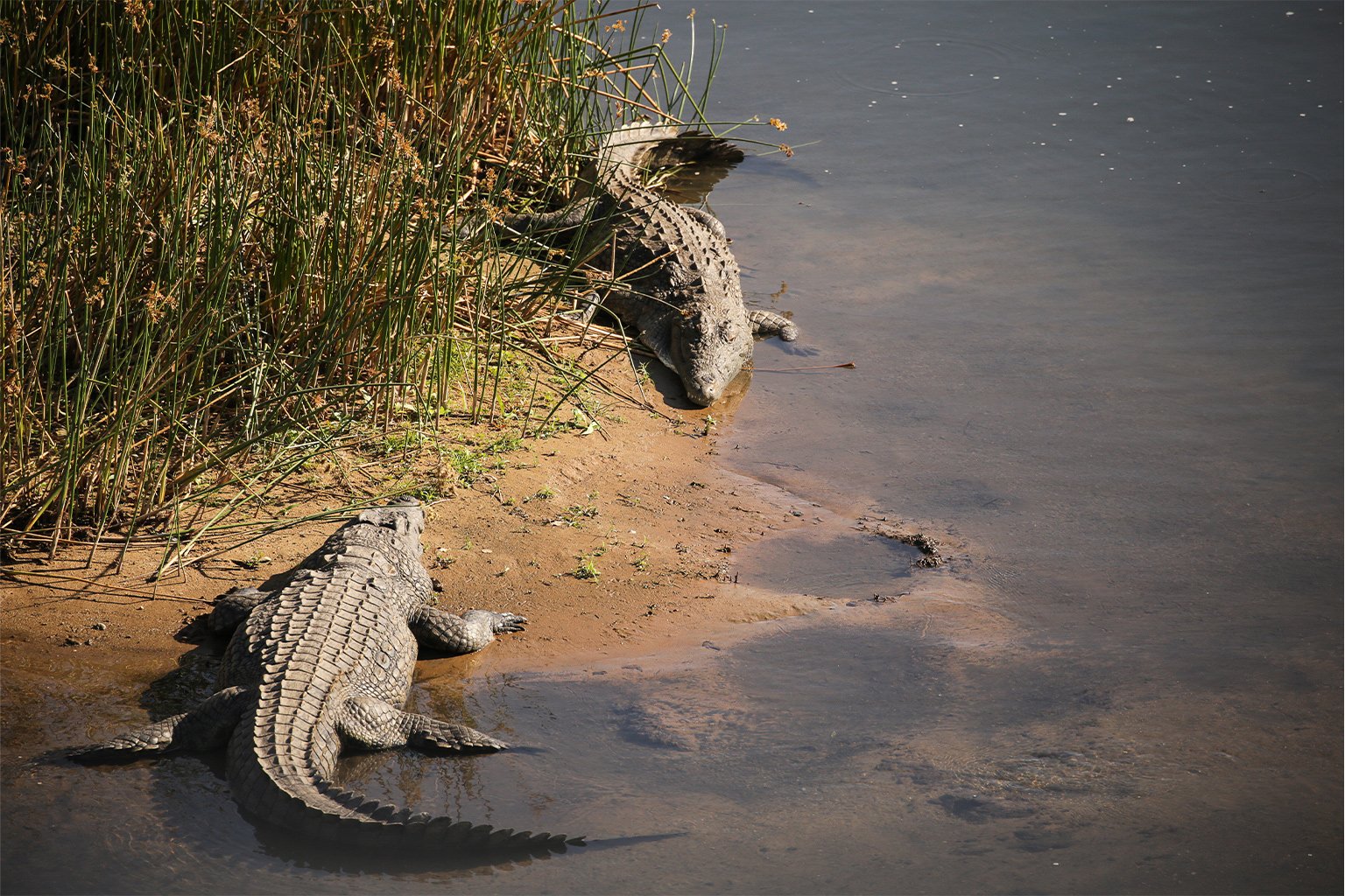 Крокодилы на шри ланке. Река Лимпопо крокодилы. Остров Рамри крокодилы. Гребнистый крокодил Шри Ланка. Гребнистый крокодил Рамри.