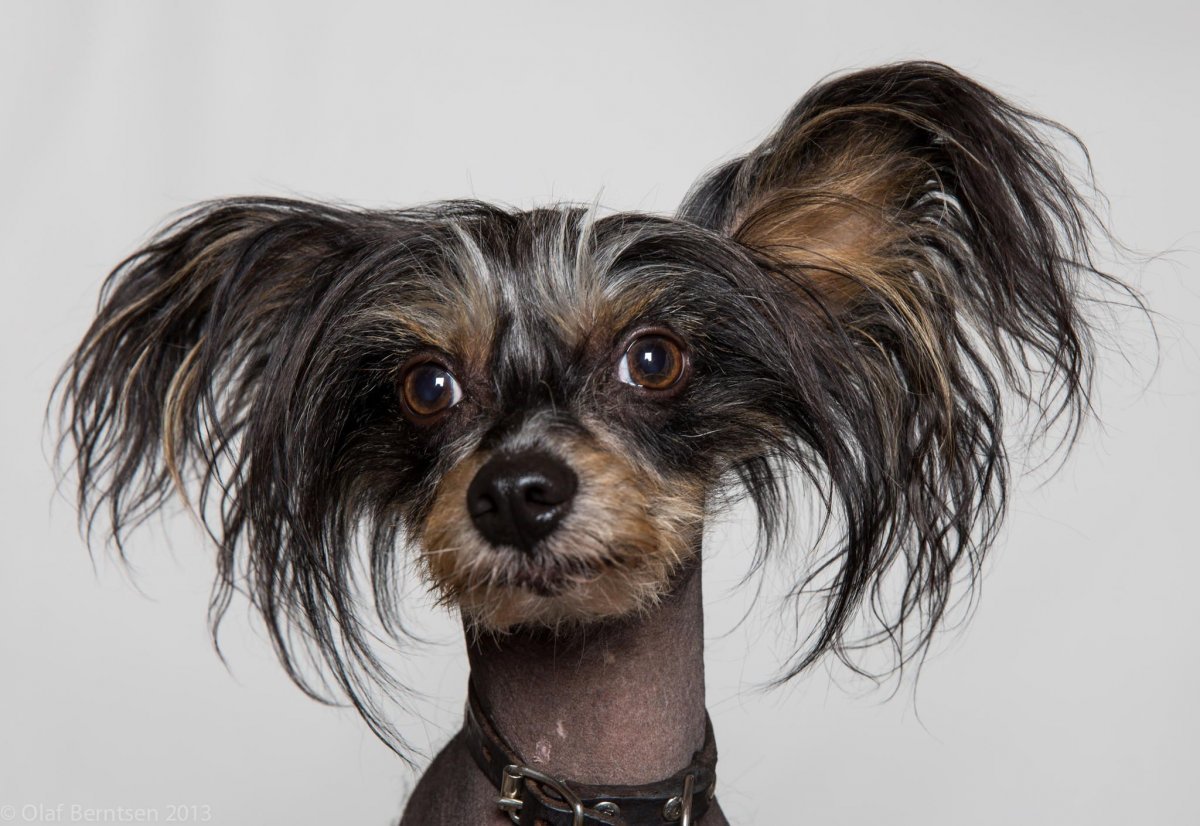 Прическа женская "Собачье ухо"