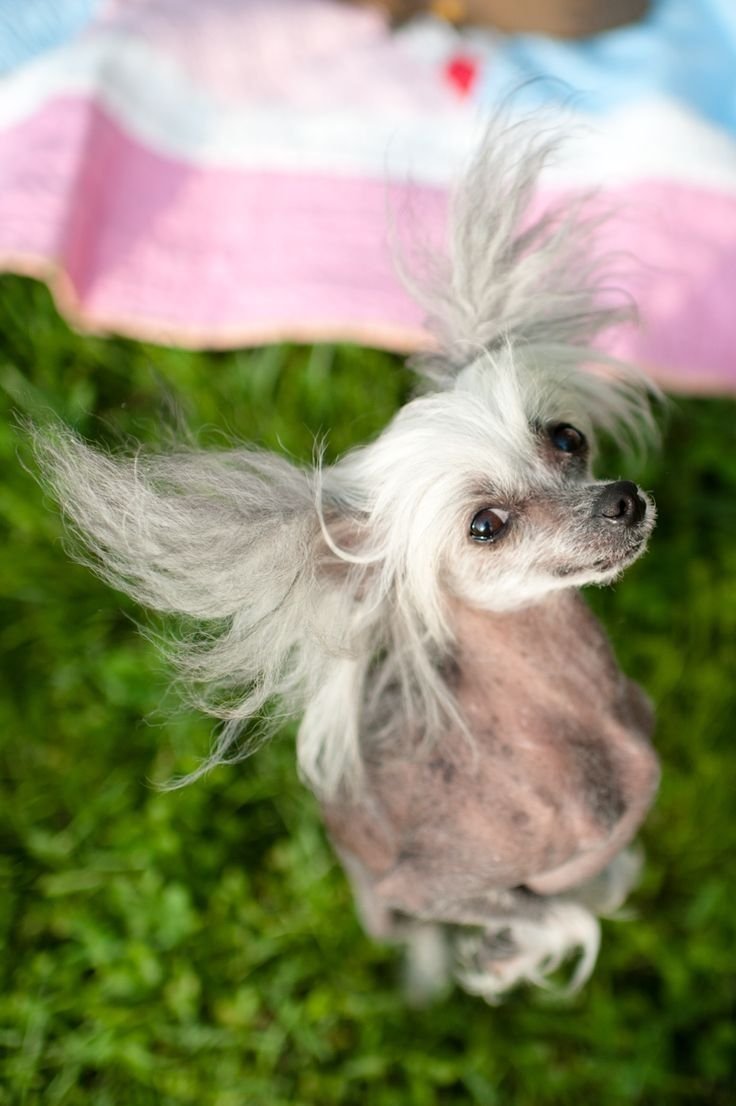 Китайская хохлатая пуховая