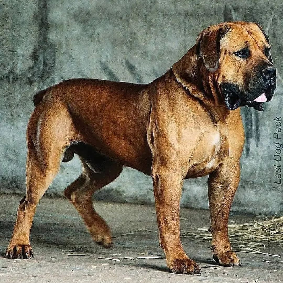 Порода собак бурбуль