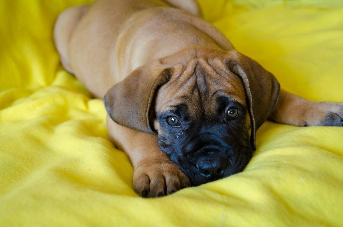 Собака Африканский бурбуль