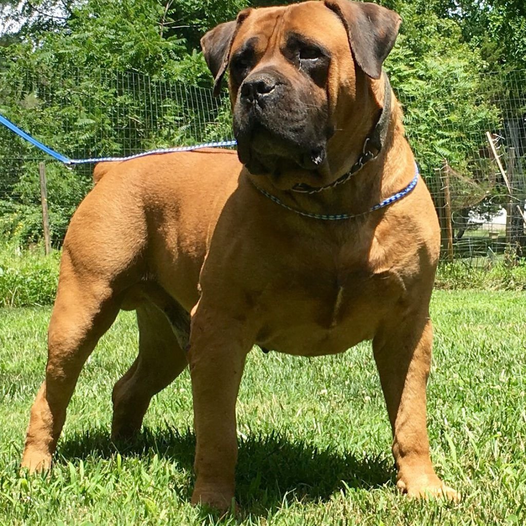 Южноафриканский бурбуль