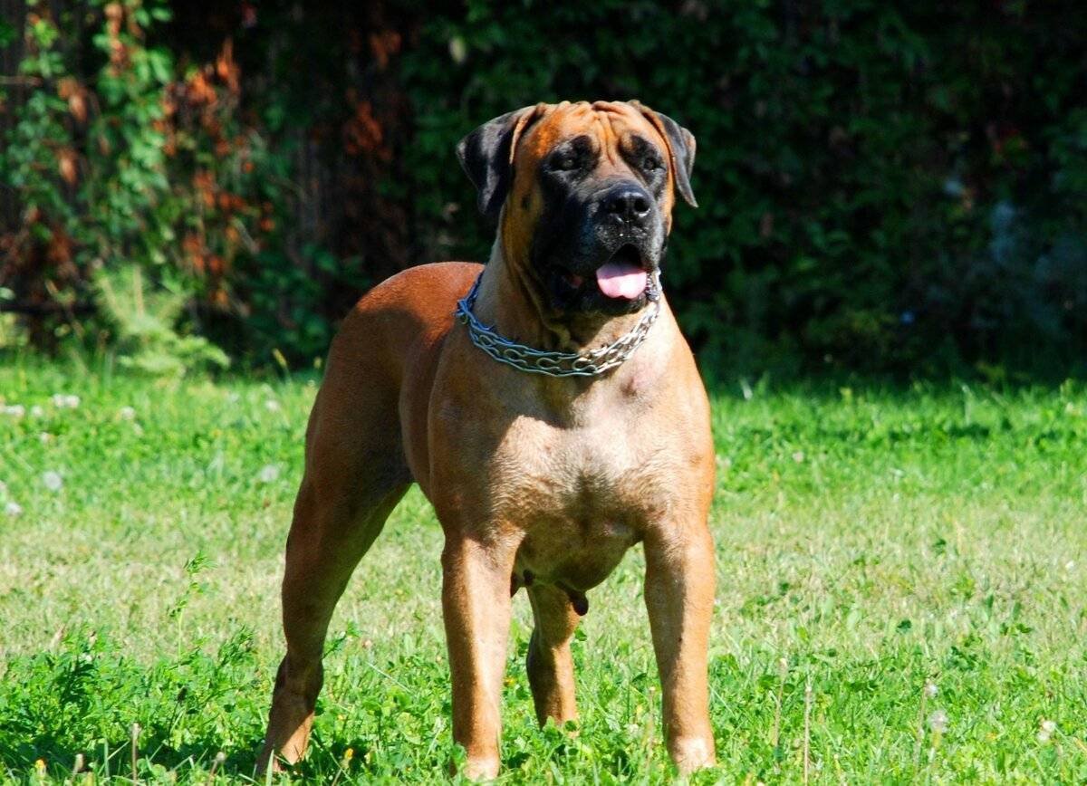 Порода собак южноафриканский бурбуль