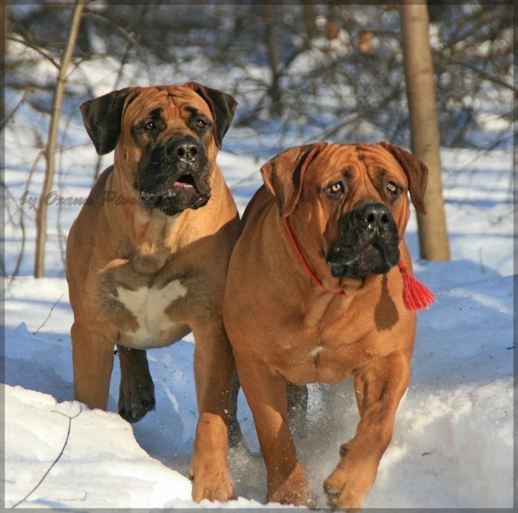 Ультра тигровый бурбуль