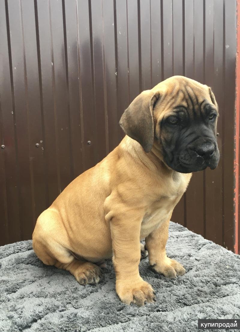 Продаются собачки породистые