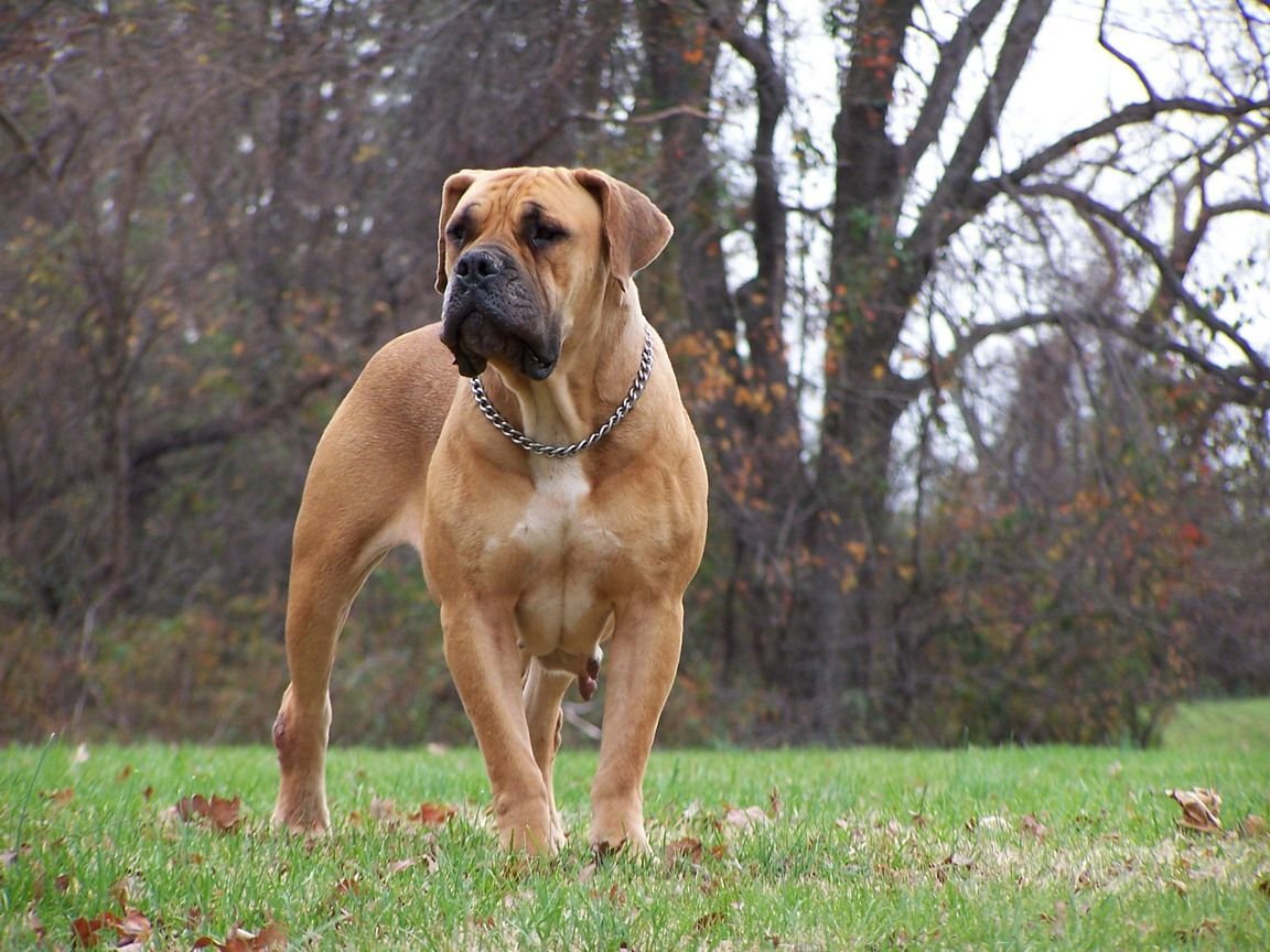 Порода собак южноафриканский бурбуль