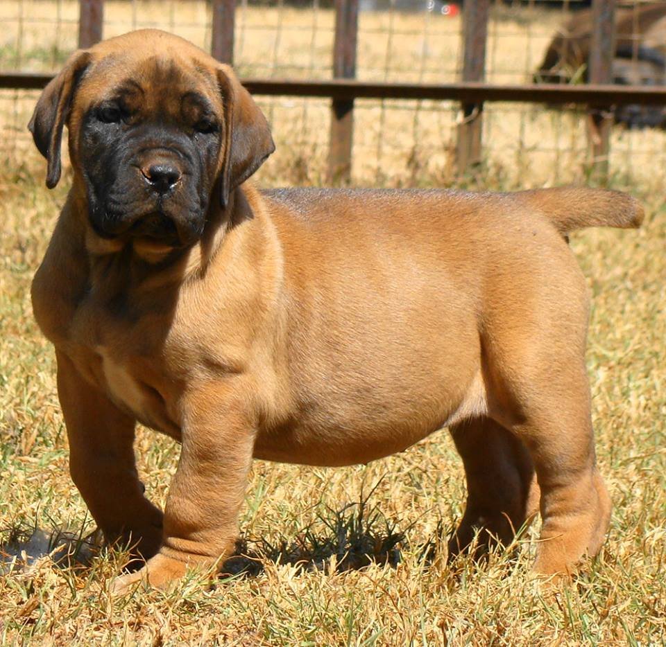 Ватсон Санни южноафриканский бурбуль