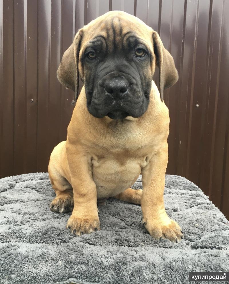 Щенок бурбуля