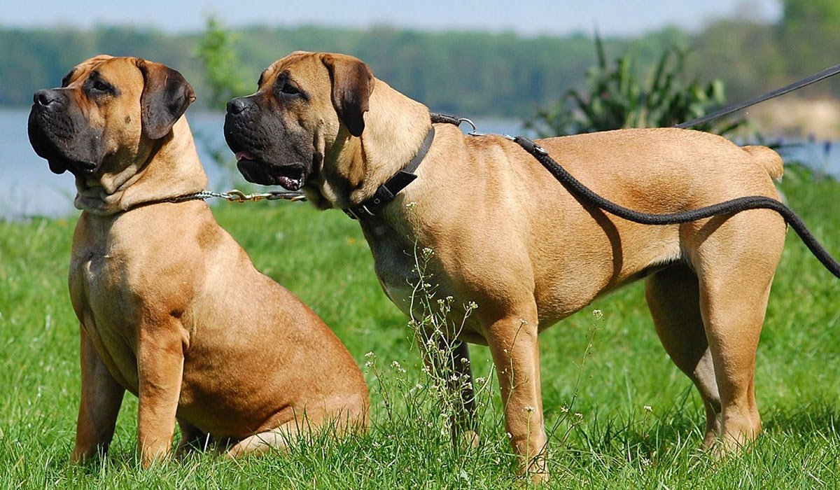 Южноафриканский мастиф бурбуль