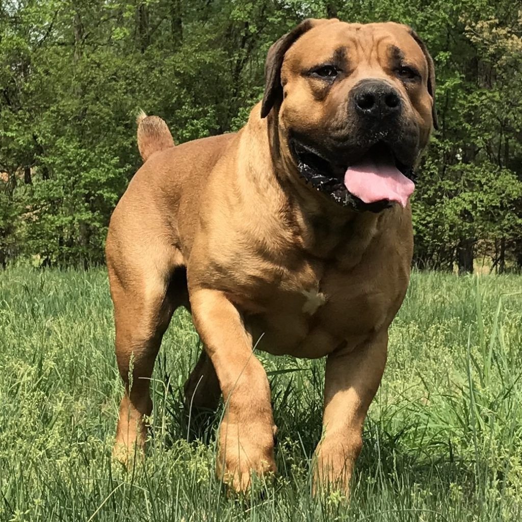 Американский бурбуль