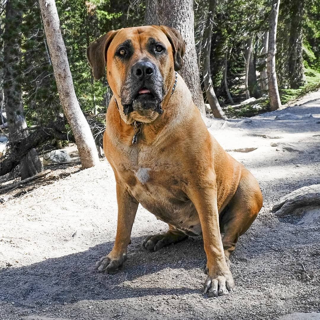 Бурбуль мастиф