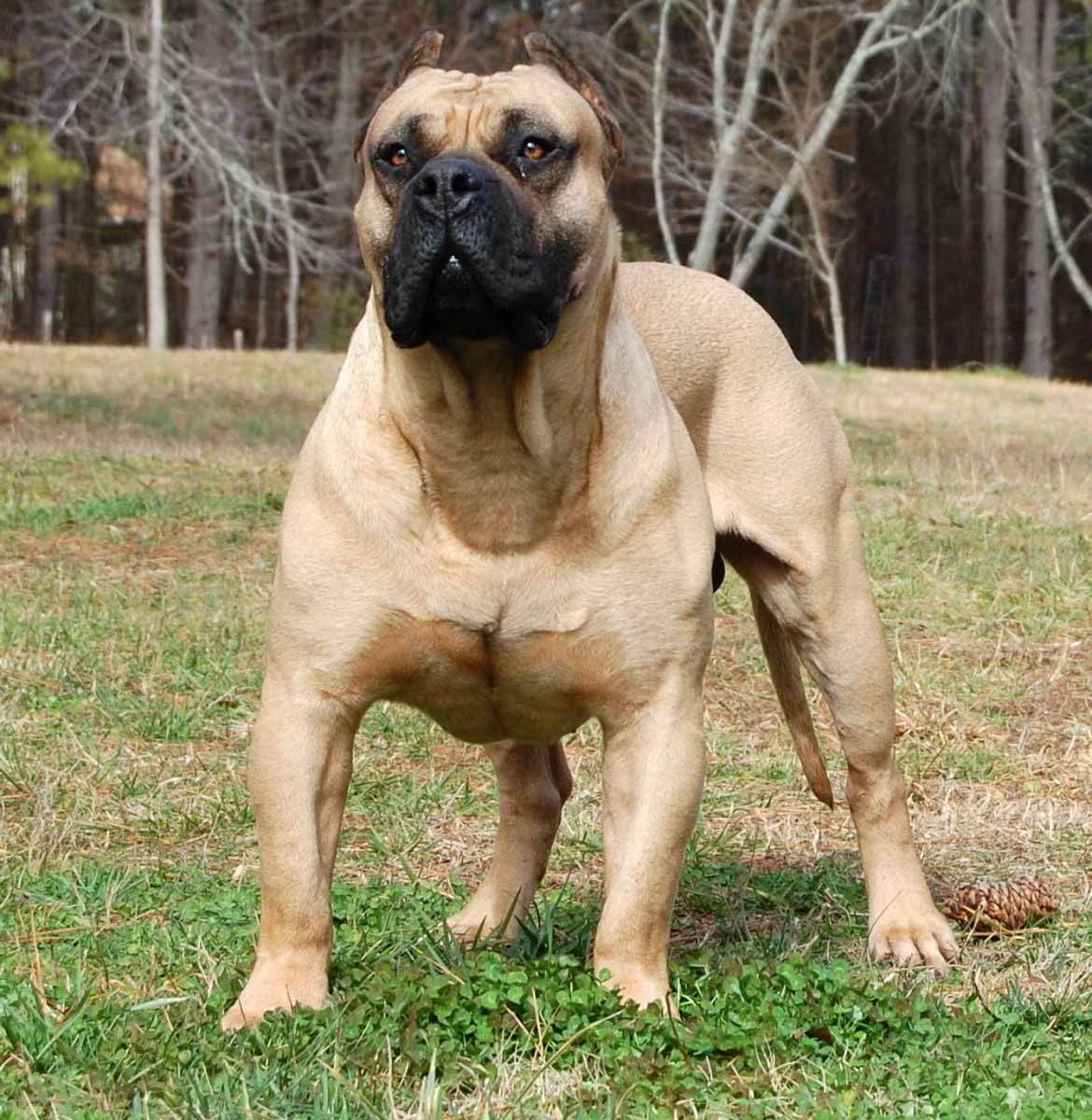 Южно-африкснский бурбуль