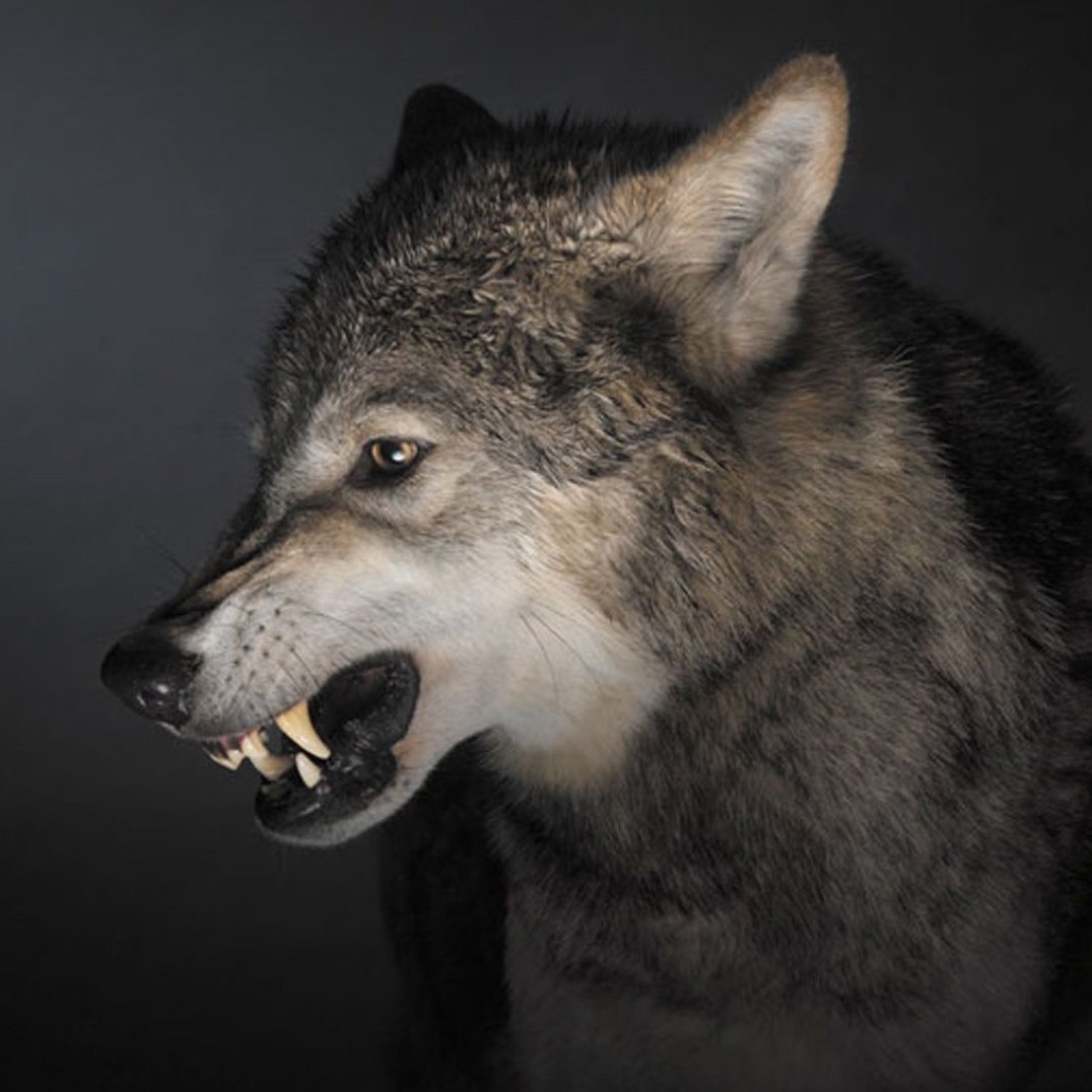 Волк в профиль