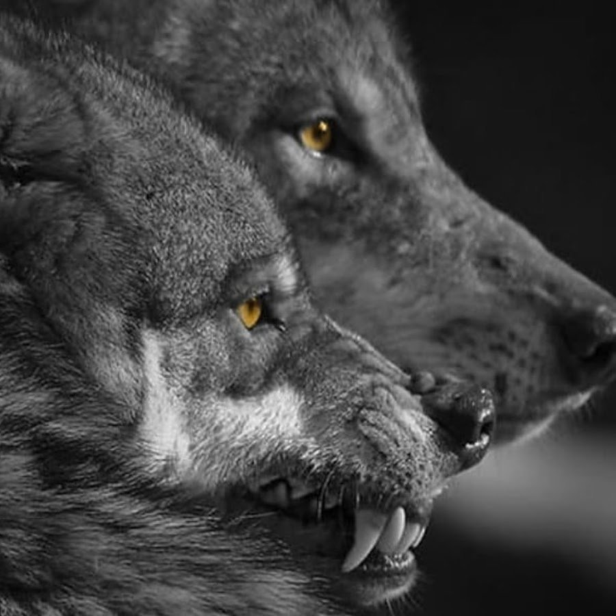 Стая Волков